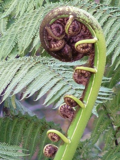[Koru.JPG]