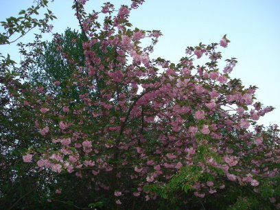 [535DSC01613.JPG]