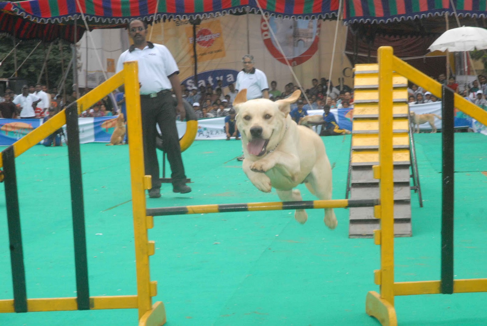 test Sports Dog Show at Hyderabad Stills, Hyderabad Canine Club Dog