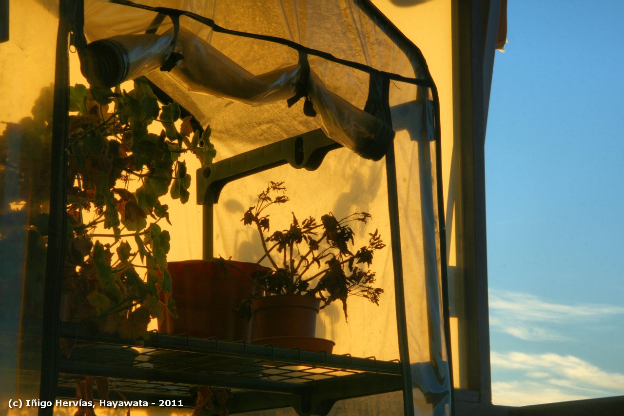 El blog de Hayawata Un invernadero en la terraza