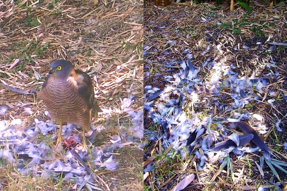 [DuringandafterDovedinnerofCollaredSparrowhawkinInkletter'sbackyardPerth+[P5010032+35].jpg]
