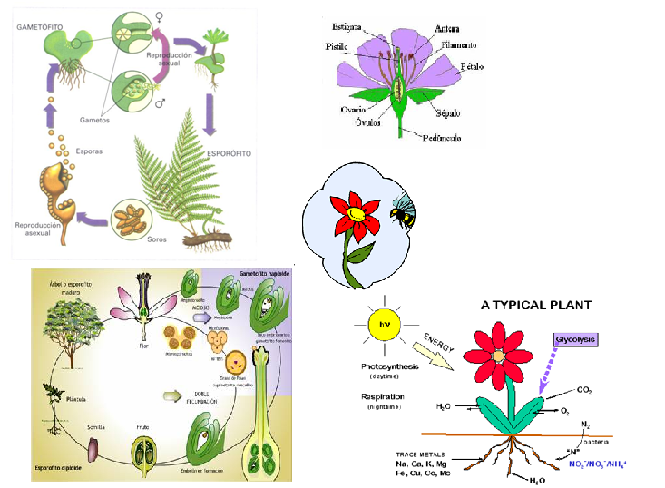 REPRODUCTION AND EXTINCTION 5C WAYS OF REPRODUCTION IN PLANTS