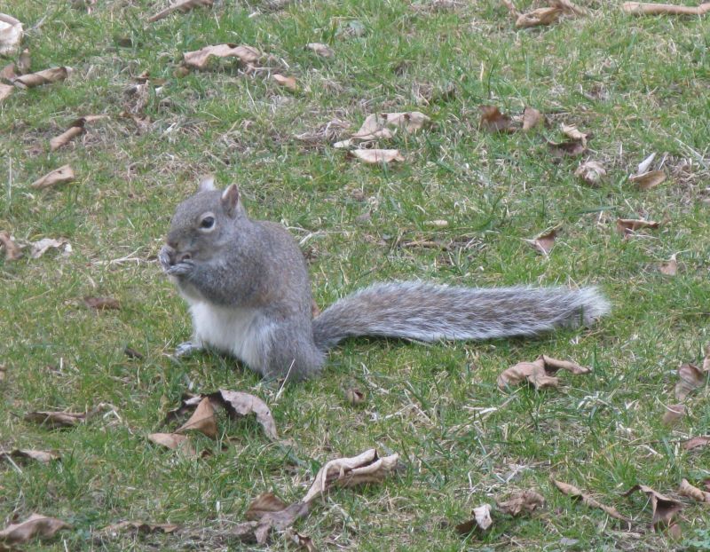 [Squirrel.jpg]