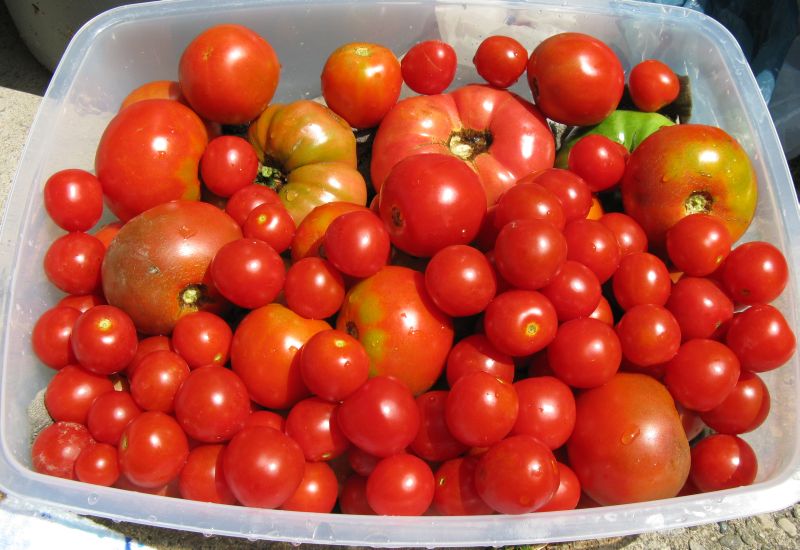 [Tomatoes.jpg]