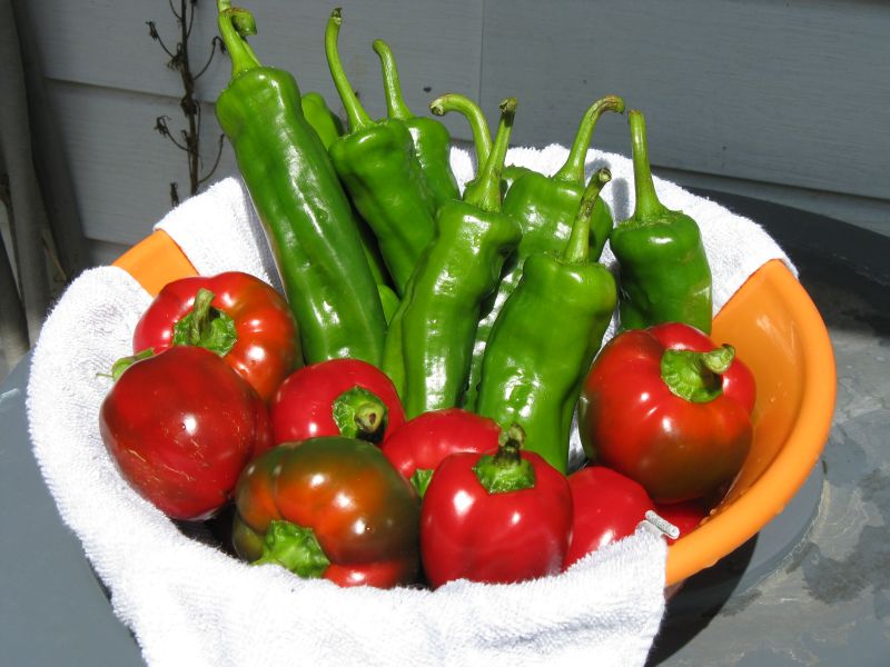 [Peppers.jpg]