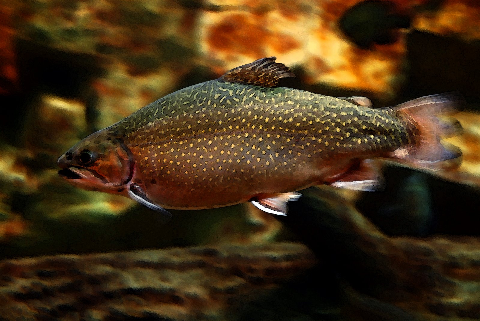 [Brook+Trout+at+Cabelas+sharp+wc.jpg]