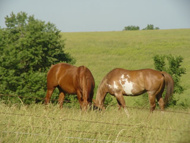 [DSC06455.JPG]