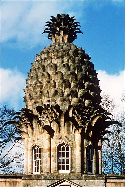 [pineappleairth.jpeg]