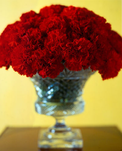 [carnationroehm1.jpeg]