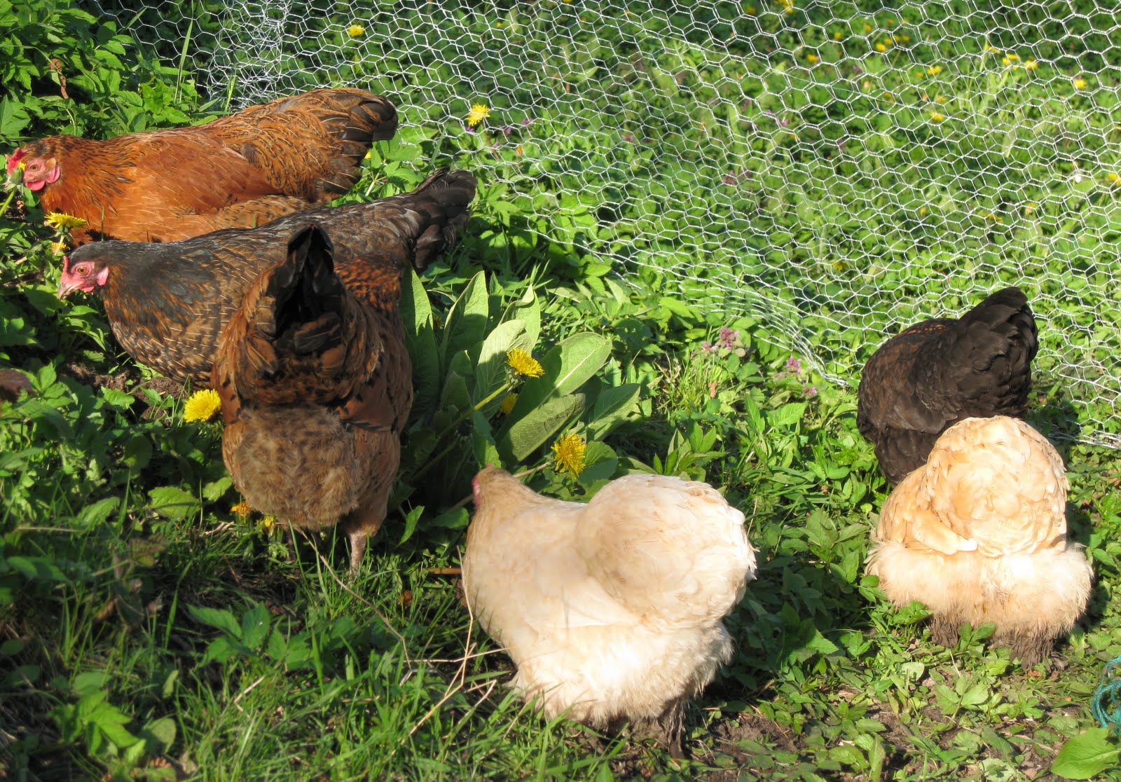 INTUITION TOLD ME Best Dressed Chickens In Town