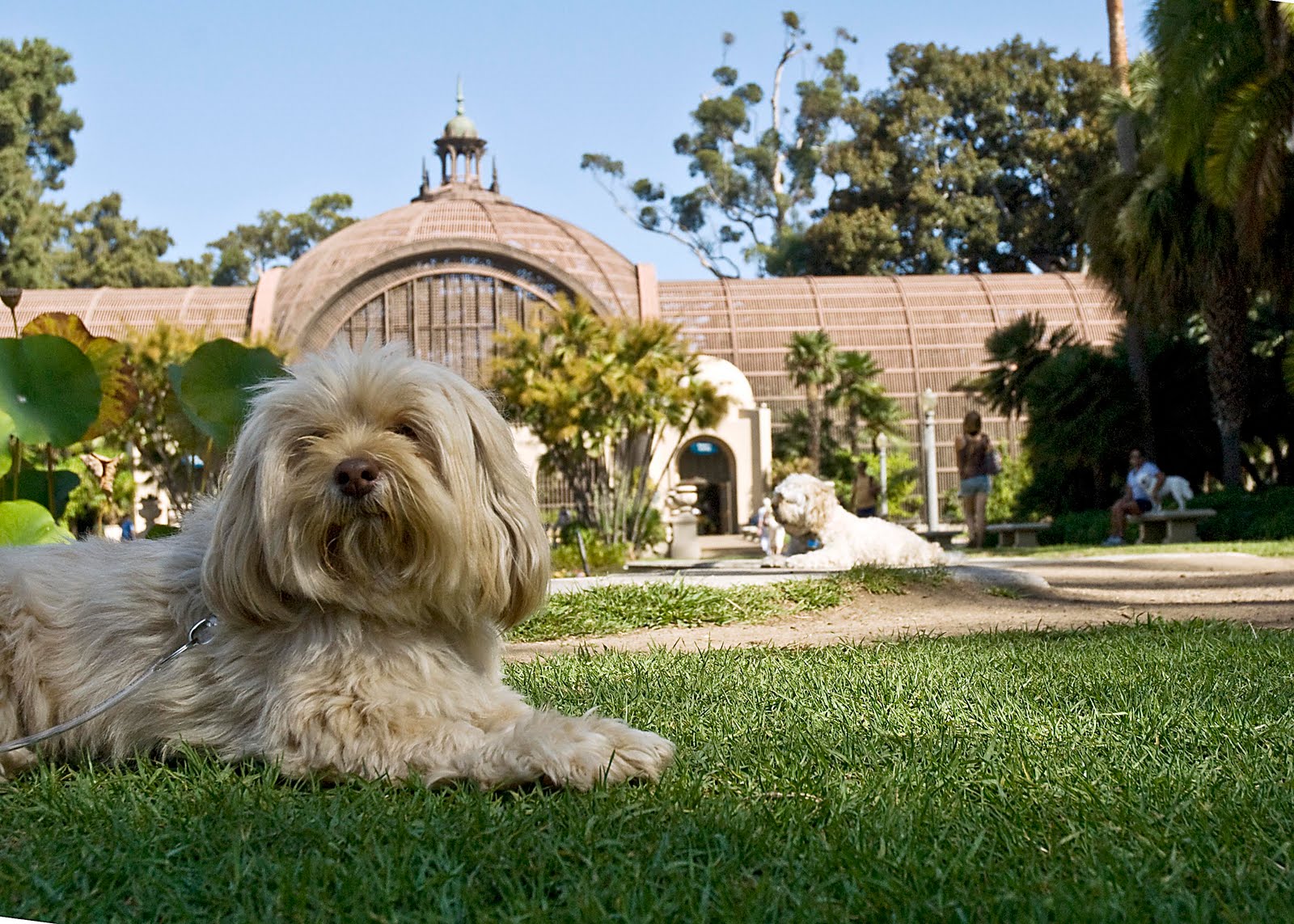 Two Dogs Touring Balboa Park