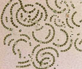 [algae]