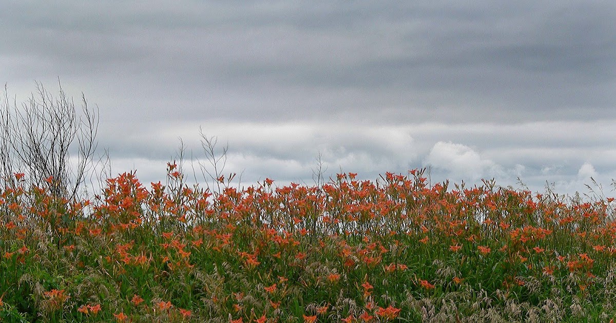 Lilacs and Roses Consider the lilies of the field, how they grow; they toil not, neither do