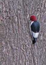 Red Headed Woodpecker