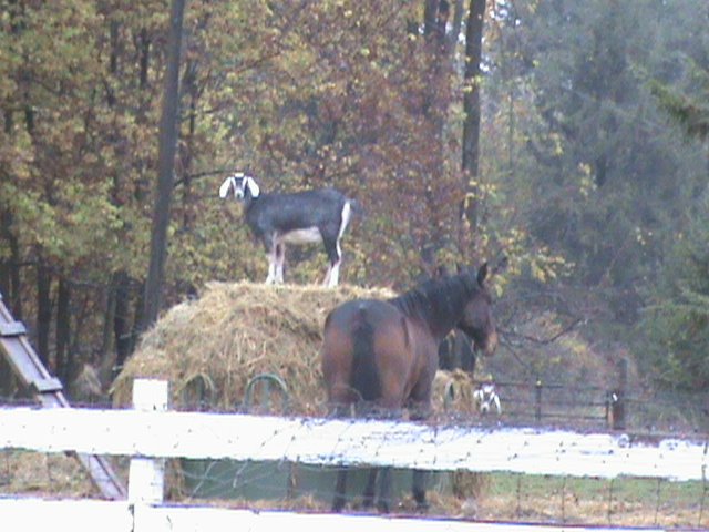 [Cows+2008+039.jpg]
