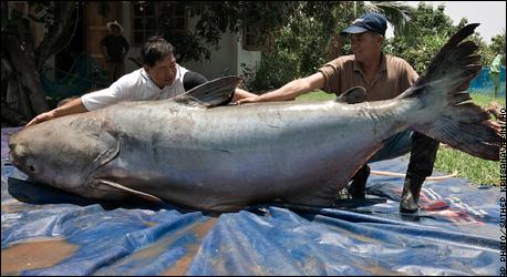 River MONSTERS
