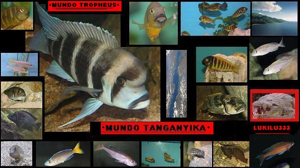 TROPHEUS y TANGANYIKA