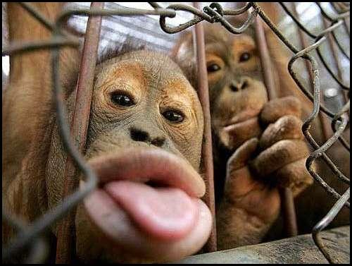 monkeys+acting+like+humans+(3).jpg
