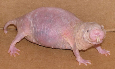 Funny Mole