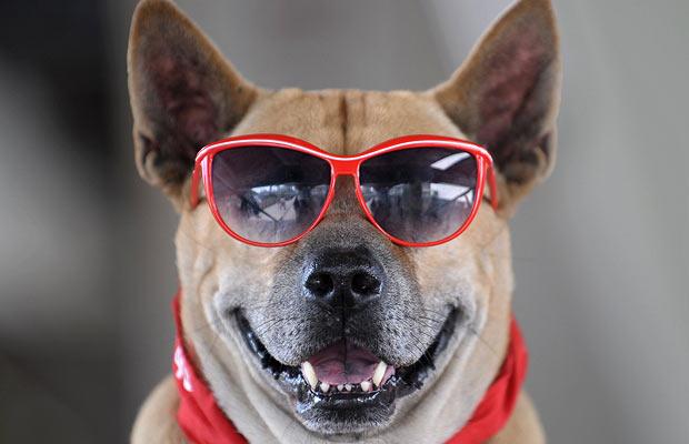 Animals Wearing Glasses