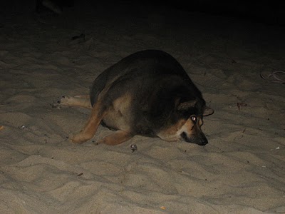 world fattest dog
