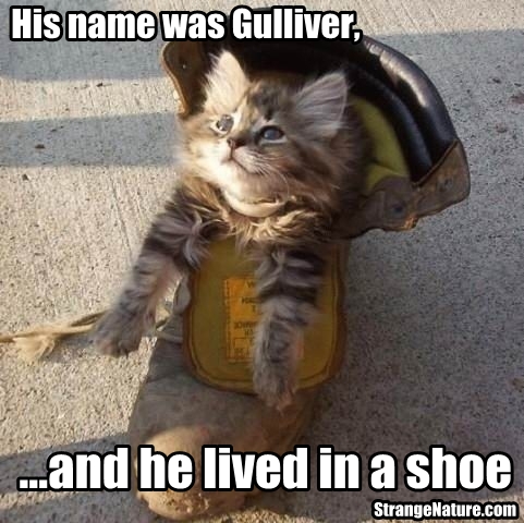 funny+animals+wearing+shoes+cat.jpg
