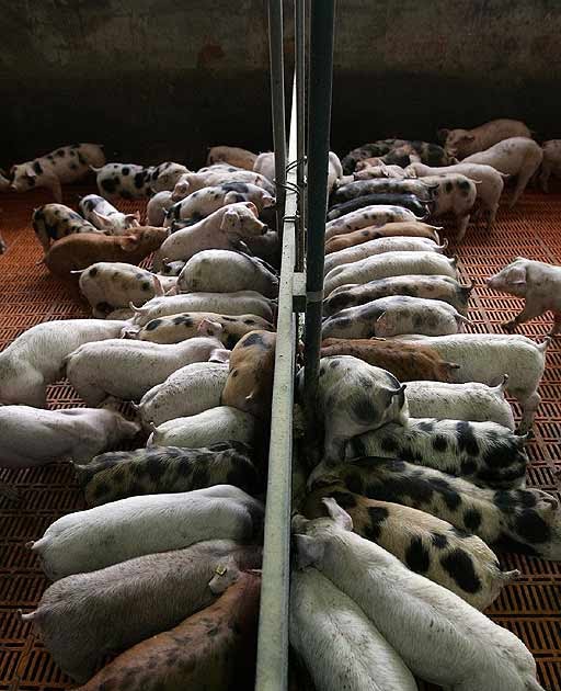 MANZACOSAS EL CHINO COCHINO