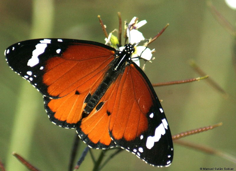 [Mariposa++(Danaus+chrysippus)+IMG_3040.JPG-1.jpg]