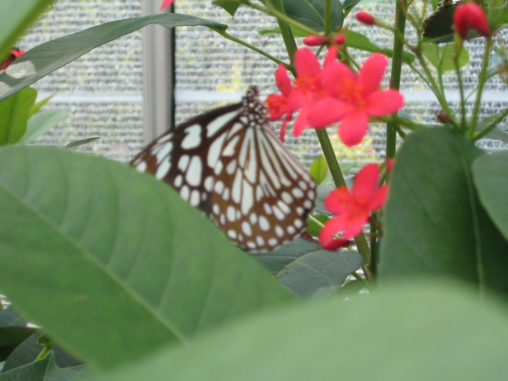 [griddle,+US+055.JPG]