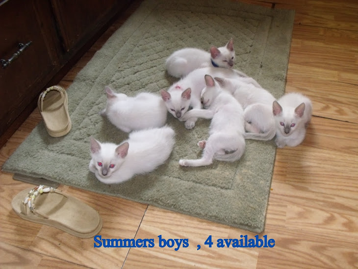 Six lilac male Siamese in my kitchen ,