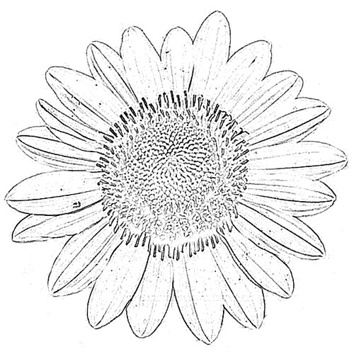 download sun flower drawing download sun flower drawing