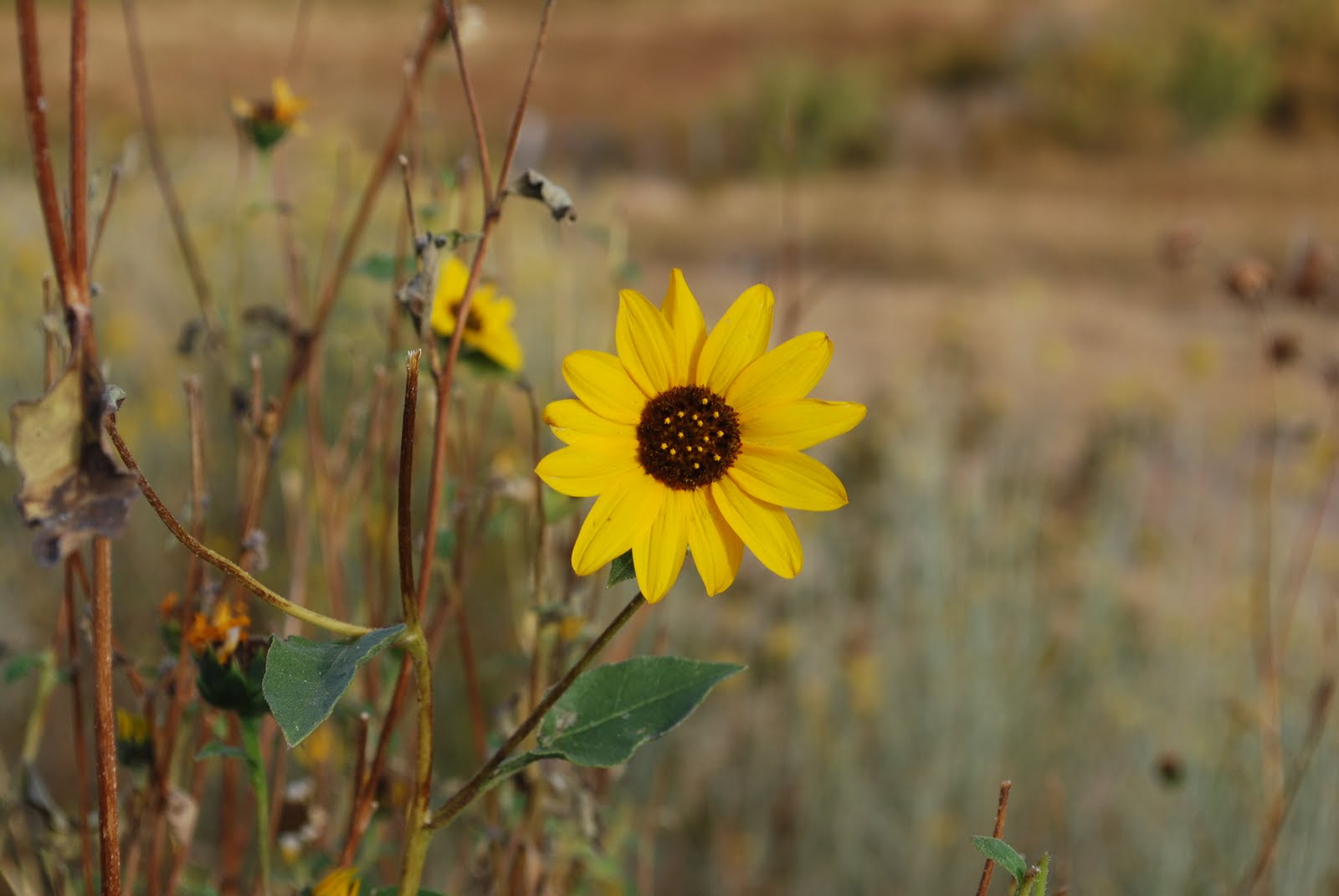 Desert Garden Wild sunflower, Lone Pine, CAToday's Flowers 102410
