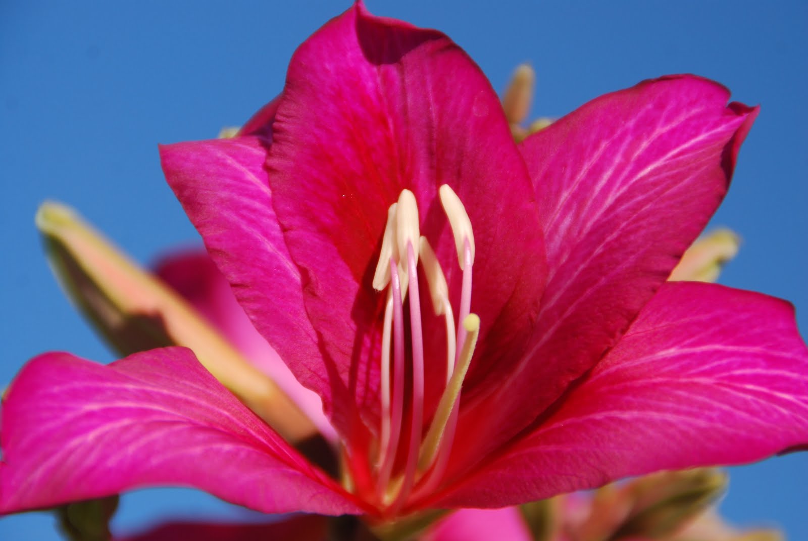 Desert Garden Hong Kong orchid treeToday's Flowers 012911