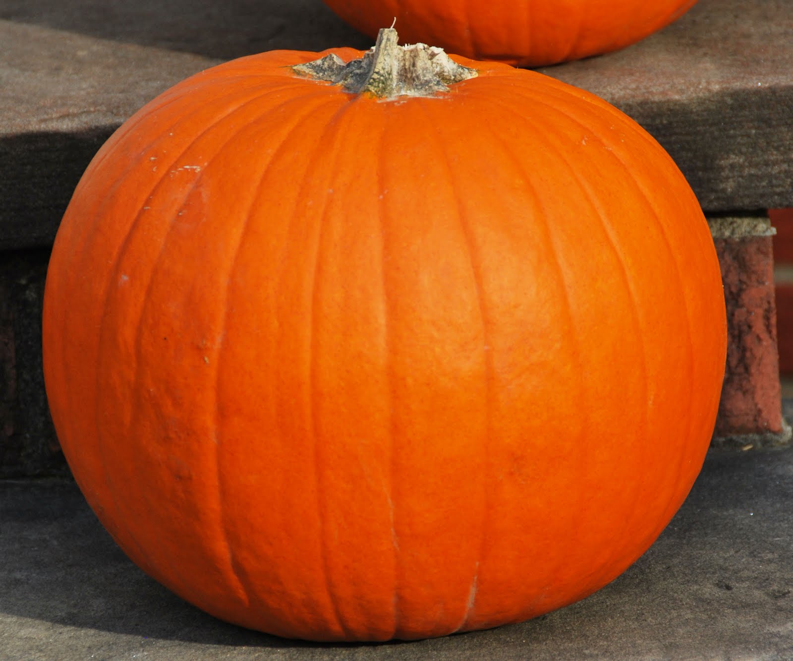 [pumpkin1.jpg]