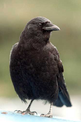 crow profile