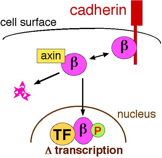 beta-catenin