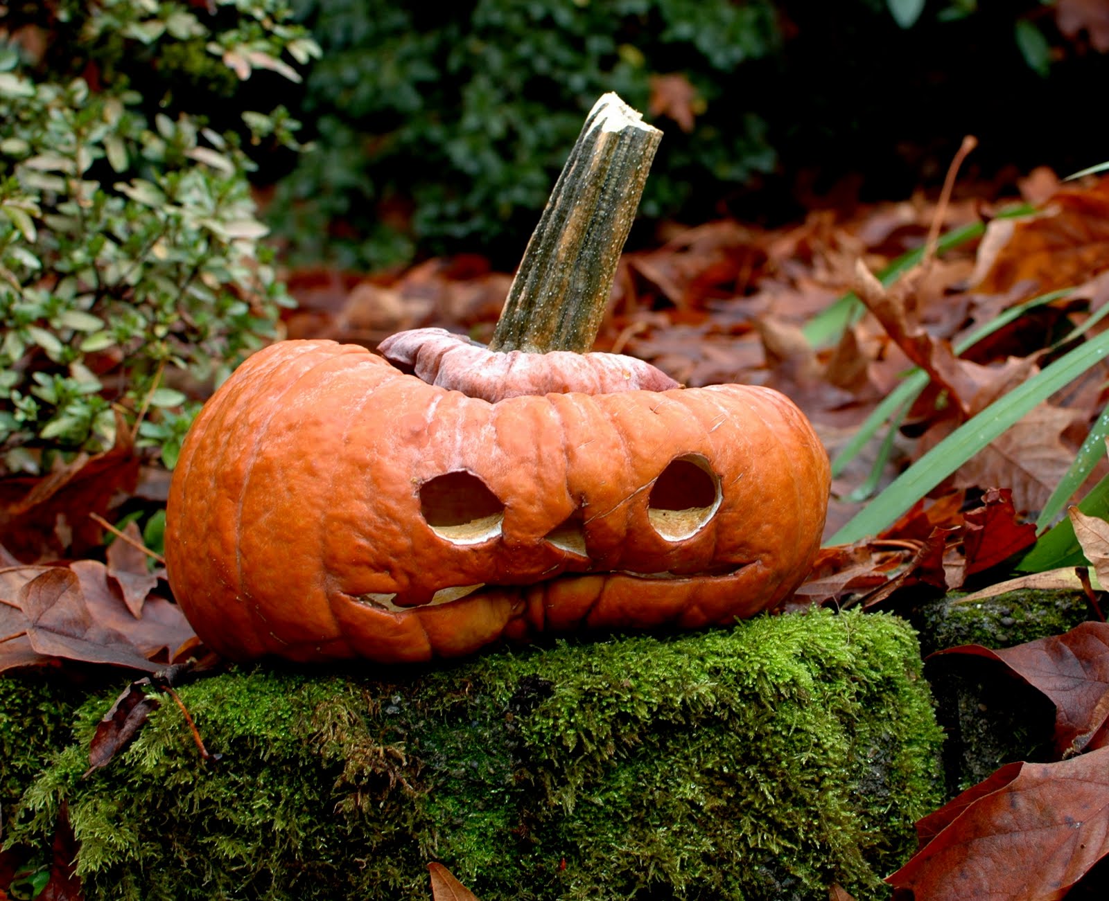 Tangle of Wires Rotting Jack o'lanterns