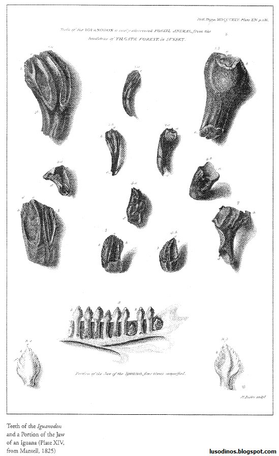 [mantell_iguanodon.bmp]