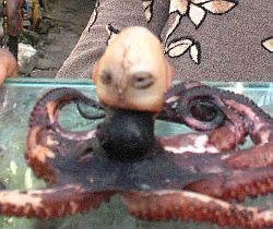 人頭章魚 印尼