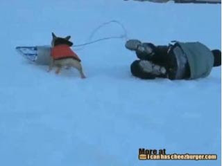 鬥牛犬滑雪