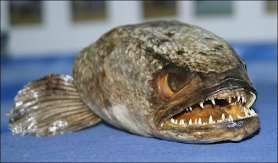 全球十大最恐怖 惡魔魚