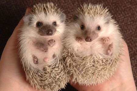 Pygmy Hedgehogs as pets.