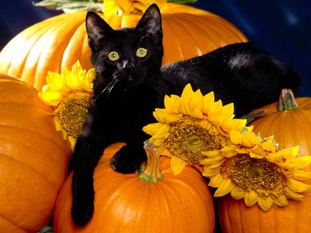 http://3.bp.blogspot.com/_etZlHBa-qS0/TK6u68svJeI/AAAAAAAAe54/Y0o5-RbpmyI/s1600/black+cat+pumpkin.jpg