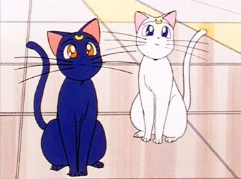 gatto sailor moon gatto sailor moon