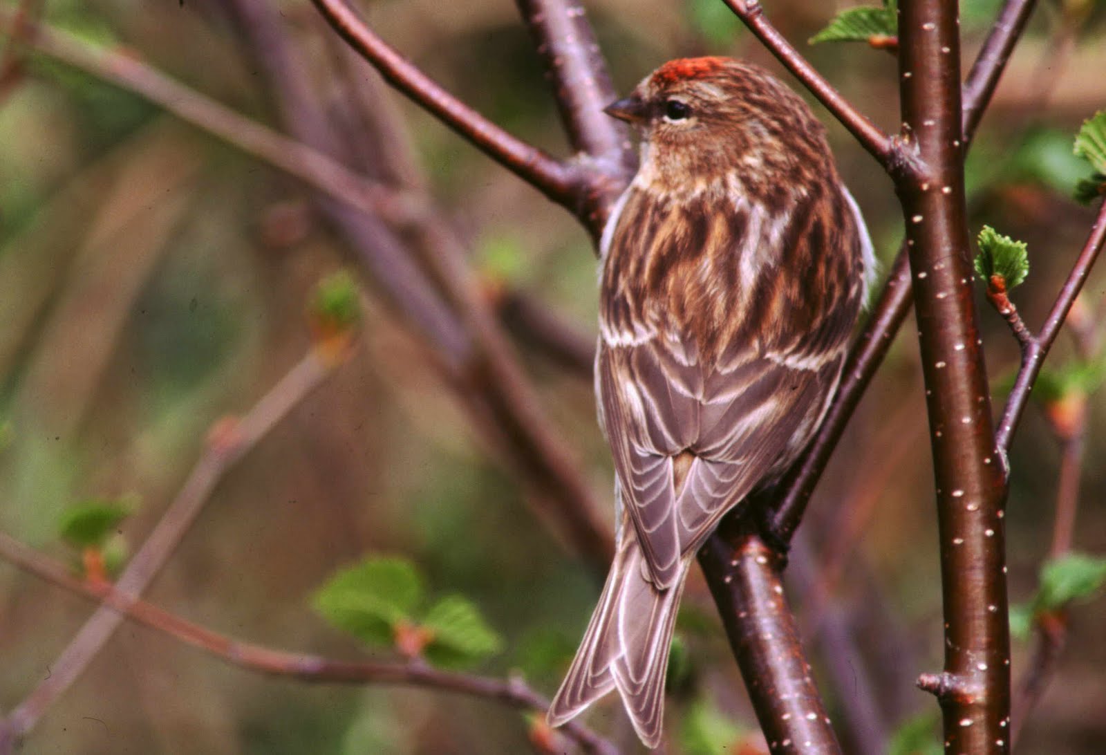 Redpoll Bird