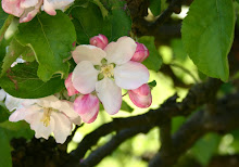Kwitnące jabłonie w Walii