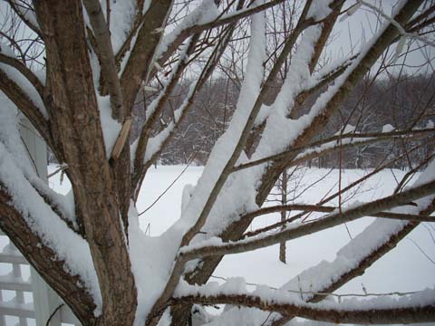 [D+snowy+tree.jpg]