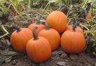 [autumn+pumpkins.jpg]