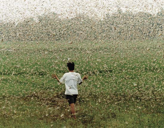Desert Locust Swarm