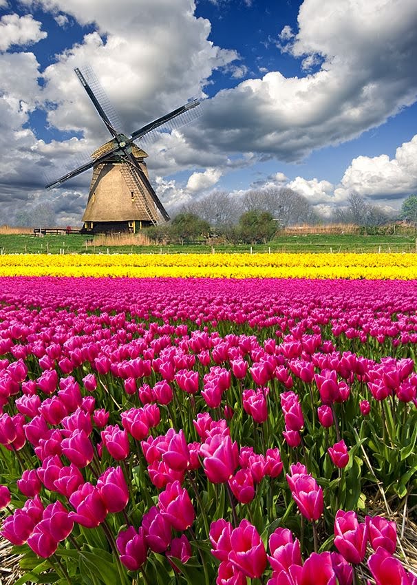 Taste the World! Fields of Flowers